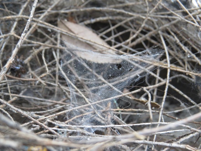a close up of a spider web in a birds nest. the nest fills the whole frame with delicate twigs. the spiderweb stretches in a triangle shape between the endges of the nest and sits in the middle. there are also stray leaves, dead spiders, spider skins, lady bugs and snail trails amongst the nest.
