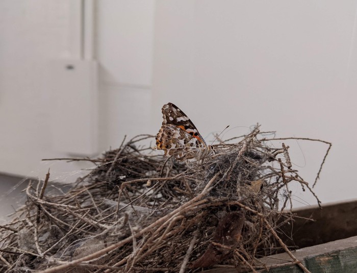 a nest sits on top of the wooden window. The nest is almost completely visible and fills most of the frame. on top of the nest sits a butterfly. spider webs have been built between the butterflies wings and the nest.