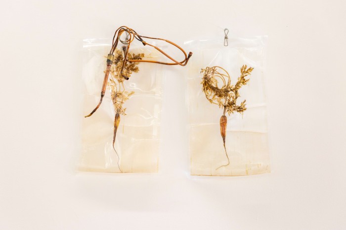 two dutch baby carrots are vacuum sealed in seperate plastic food saver bags. They are in the process of decaying, with there leaves and their outer membrane having turned transparent. The point of their roots are turned in towards each other. they are mounted to the wall via metal clothes pegs hanging on nails. A tangle of copper piping sits ontop of the carrot to the left, mirroring the shape of the carrot to the right.